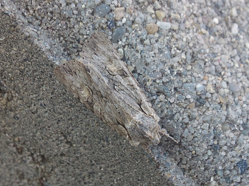 Lithophane ornitopus - közönséges fabagoly
