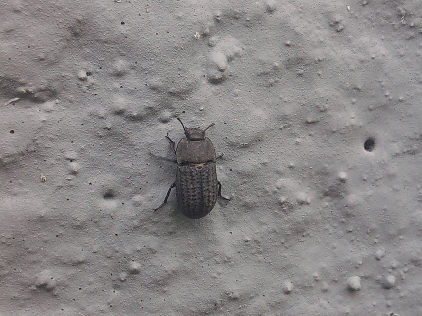 Opatrum sabulosum - sároshátú gyászbogár