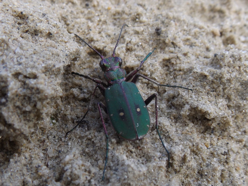 Cicindela campestris - mezei homokfutrinka