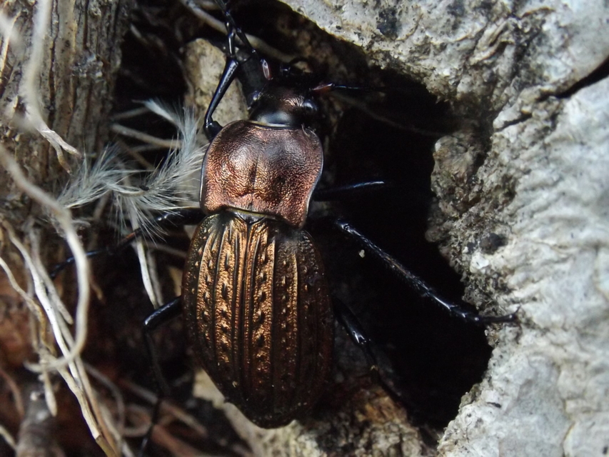 Carabus cancellatus - ragyás futrinka