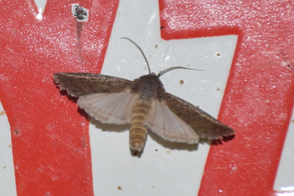 Agrotis segetum - vetési földibagoly