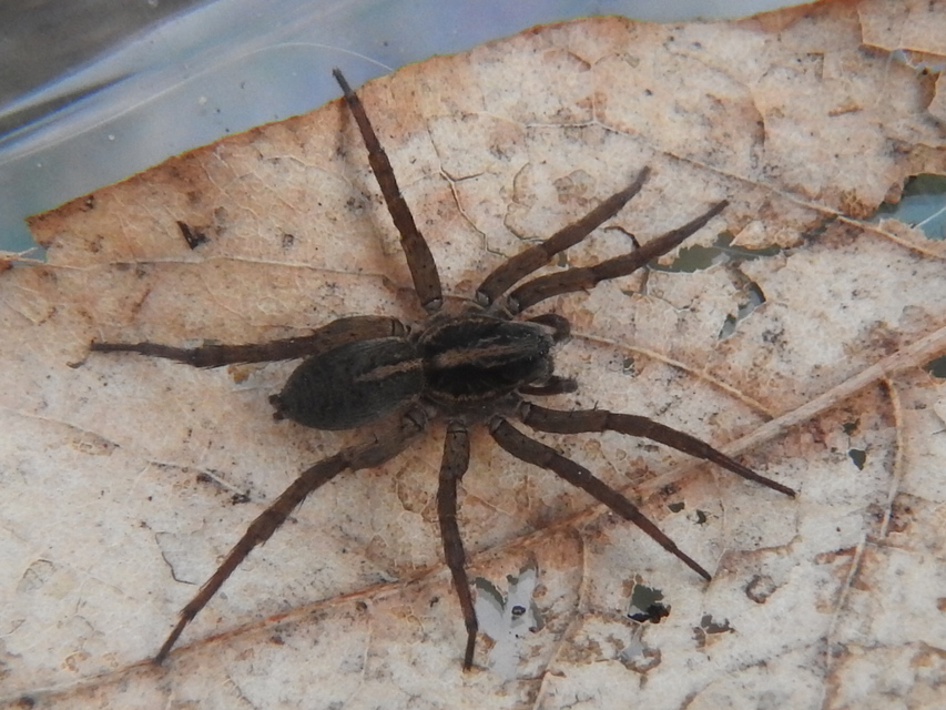 Trochosa robusta