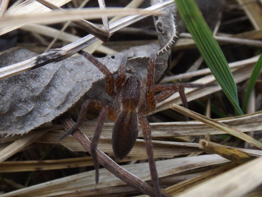 Dolomedes plantarius - parti vidrapók