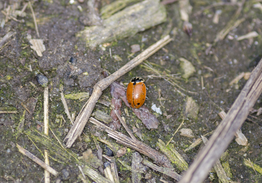 Hippodamia variegata - tizenhárompettyes katica