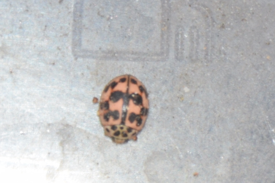 Oenopia conglobata - rózsás katica