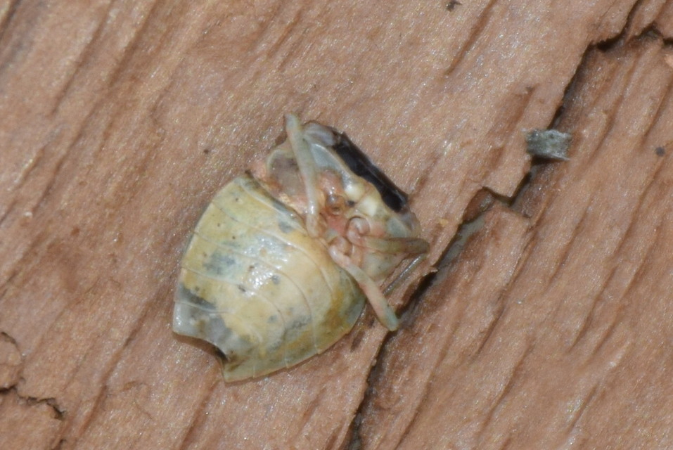 Palomena Palomena