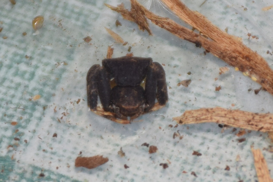 Pistius truncatus - csonka karolópók