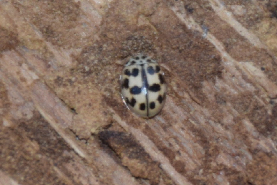 Oenopia conglobata - rózsás katica