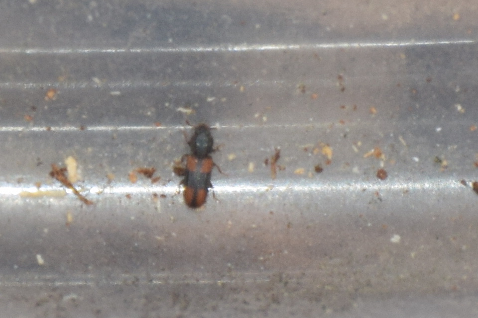 Bitoma crenata - szalagos héjbogár