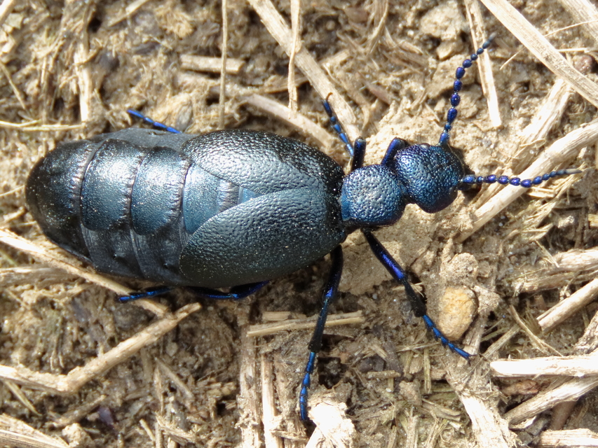Meloe proscarabaeus - közönséges nünüke