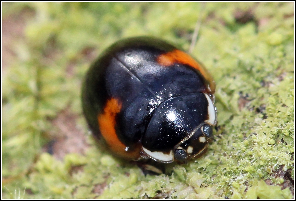 Adalia decempunctata - tízpettyes katica