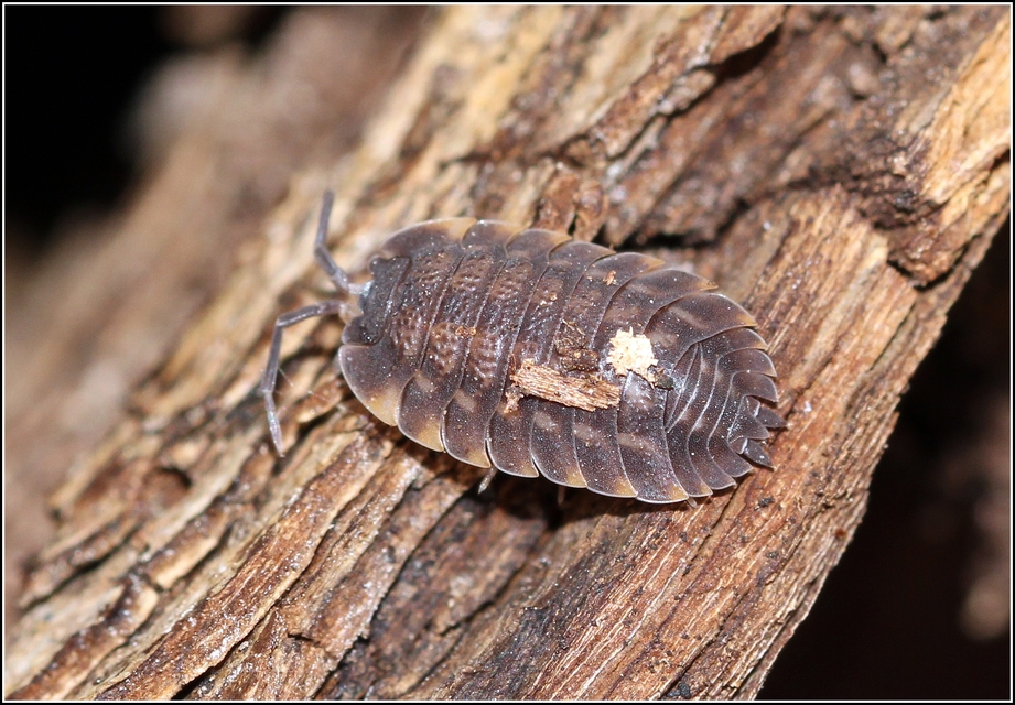 Trachelipus ratzeburgii - lebenyes ászka