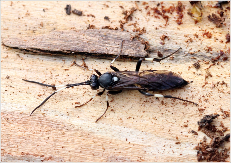 Ichneumoninae