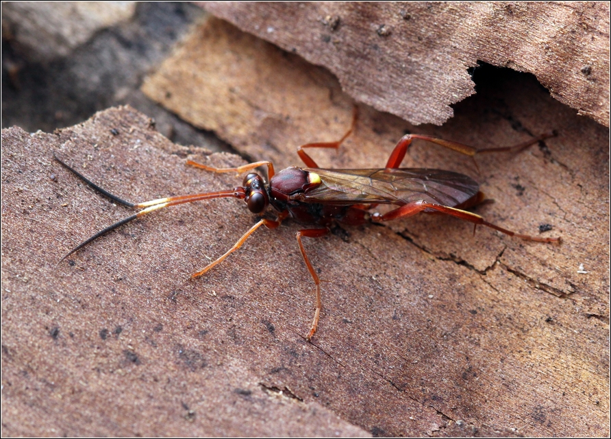Ichneumoninae