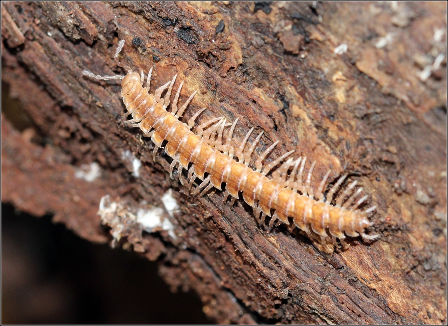 Polydesmidae