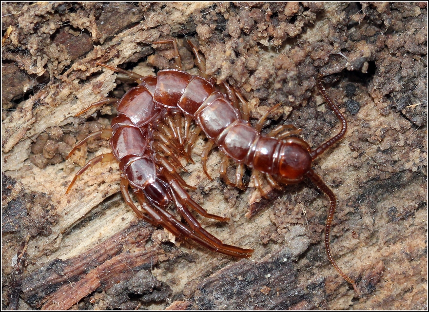 Lithobiidae