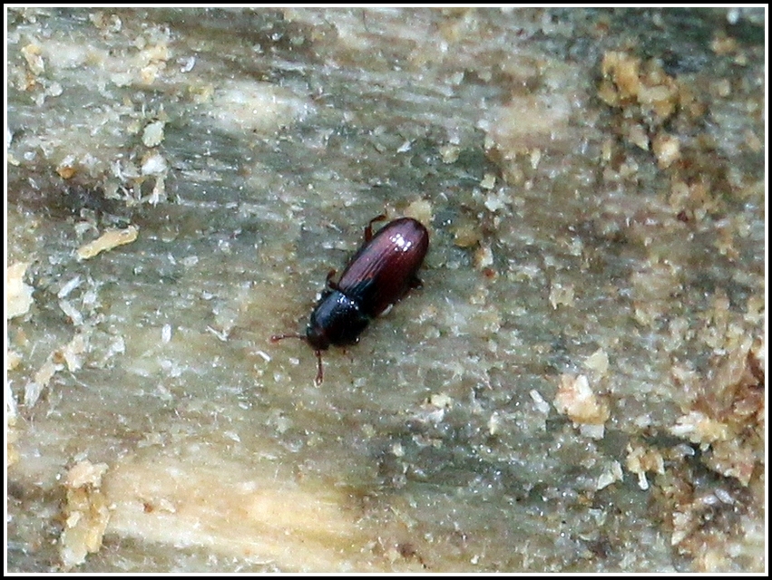 Cerylonidae - kéregbogárfélék Cerylonidae - kéregbogárfélék