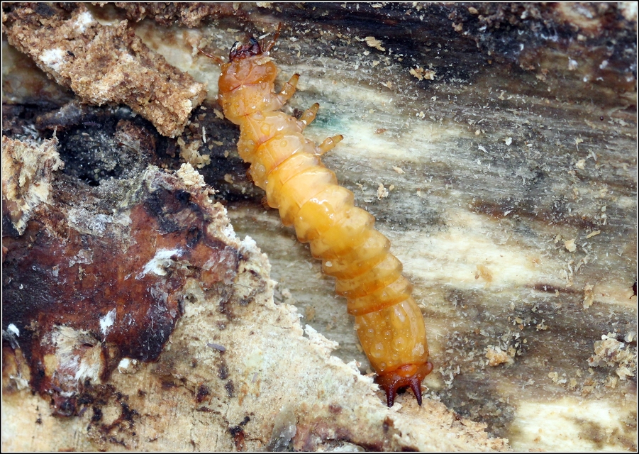Pyrochroa