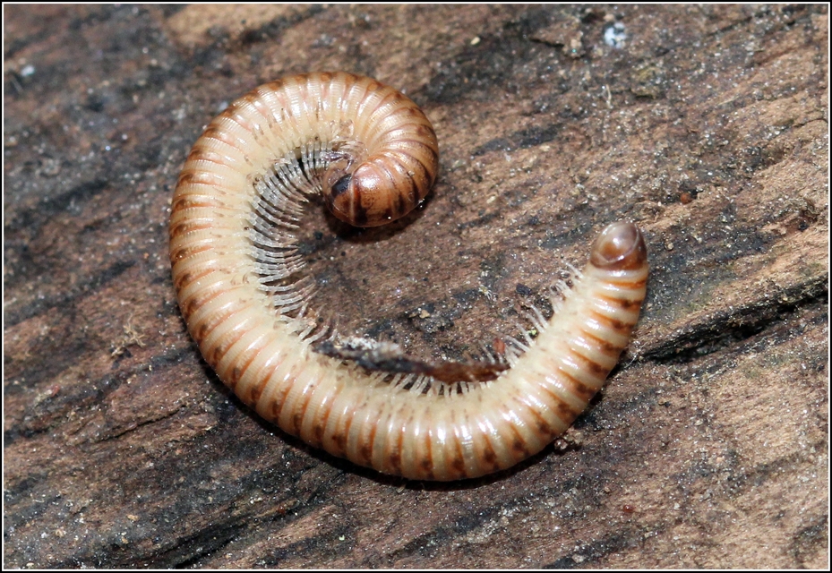 Diplopoda - Ikerszelvényesek