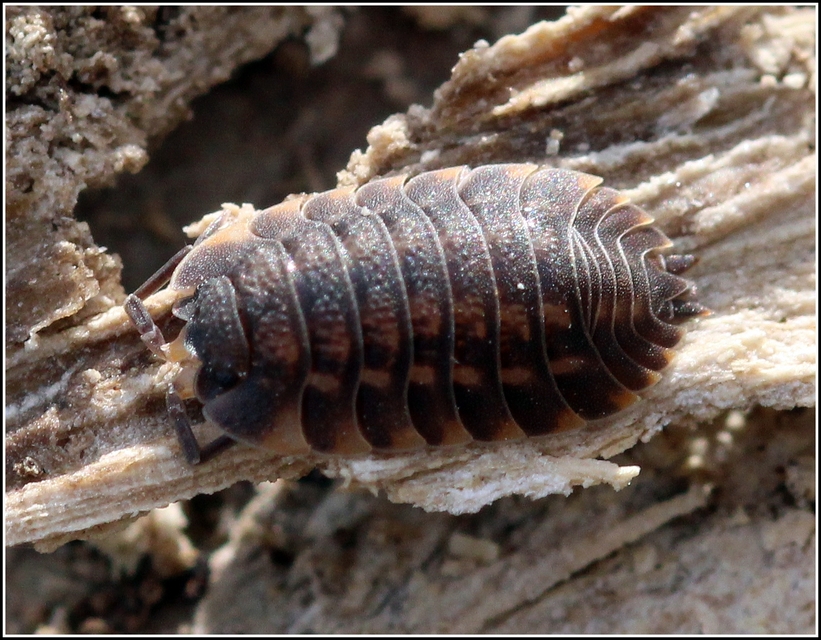 Trachelipus ratzeburgii - lebenyes ászka