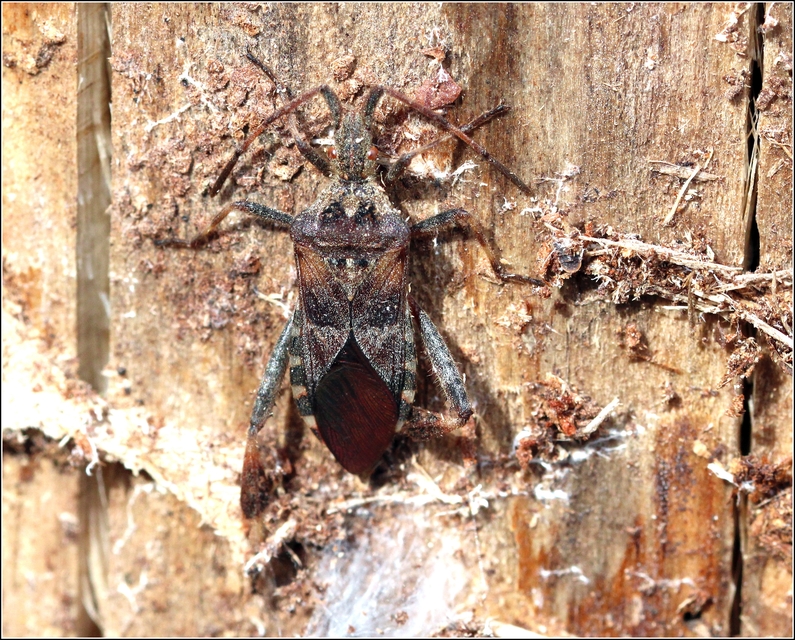 Leptoglossus occidentalis - nyugati levéllábú poloska Leptoglossus occidentalis - nyugati levéllábú poloska