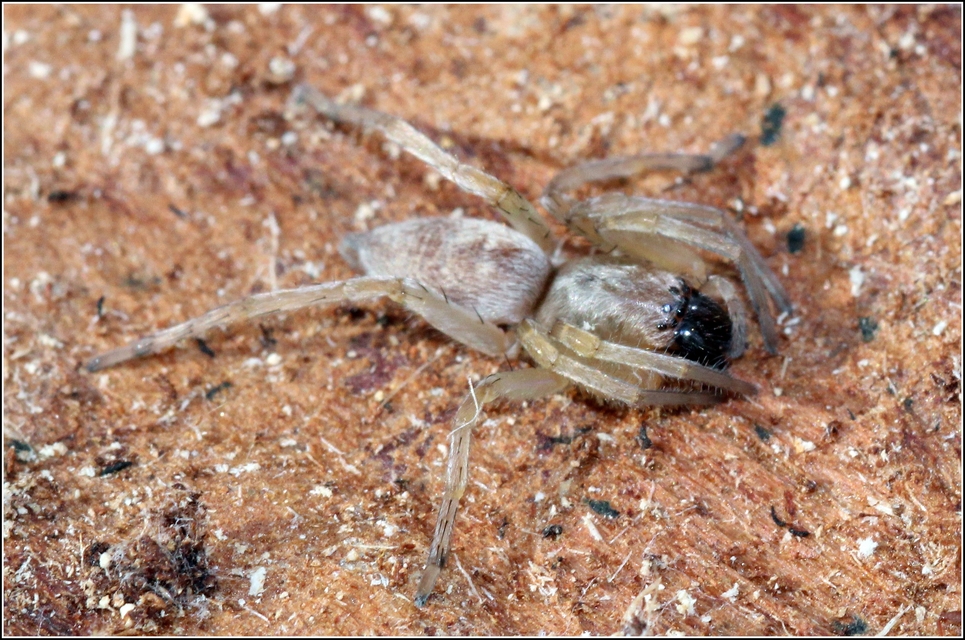 Clubiona