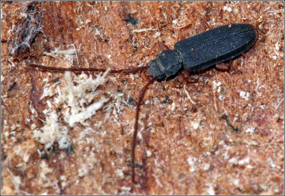 Uleiota planatus - hosszúcsápú fogasnyakú-lapbogár
