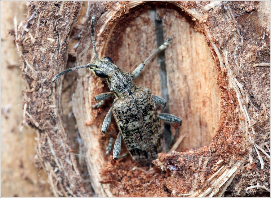 Rhagium inquisitor - fenyves-tövisescincér