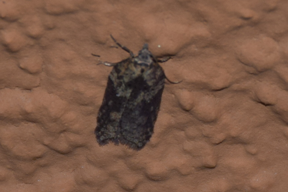 Acleris