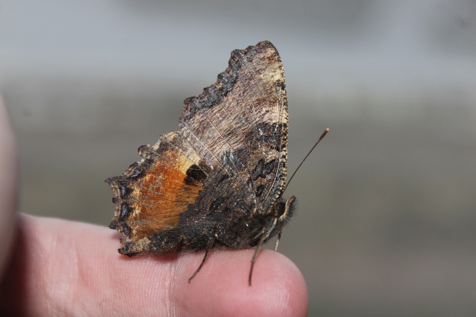 Nymphalis polychloros - nagy rókalepke