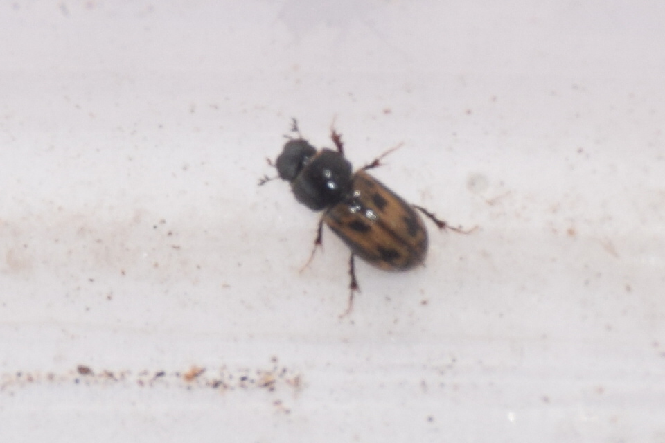 Aphodius distinctus - rajzos trágyabogár