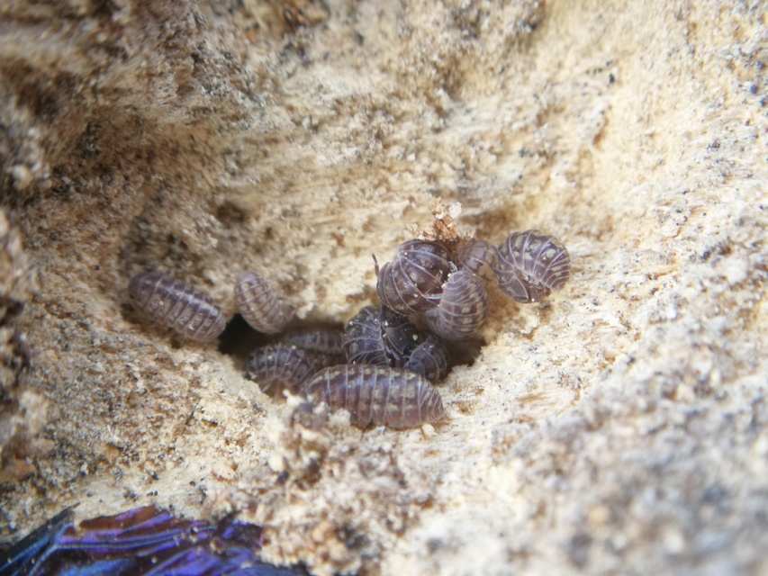 Armadillidium