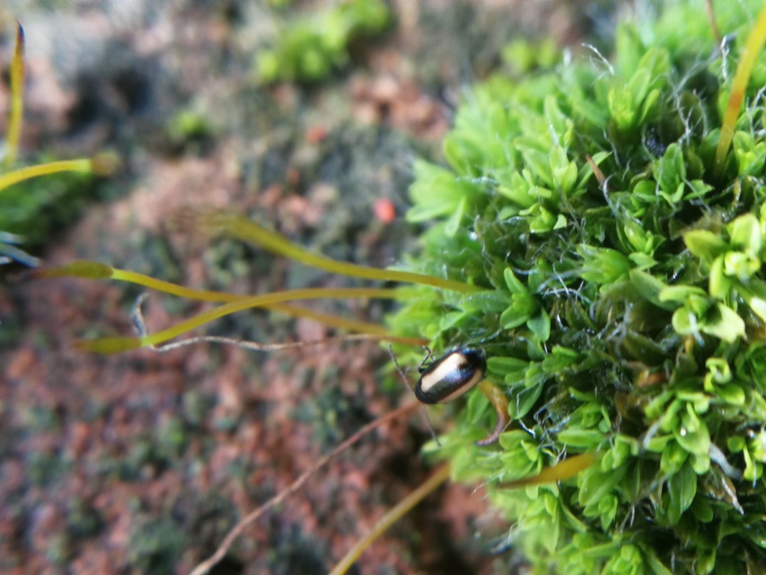 Phyllotreta