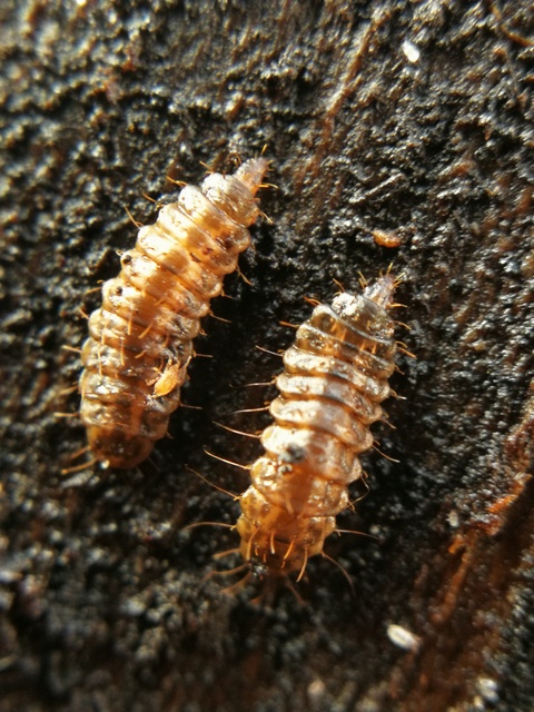 Fannia