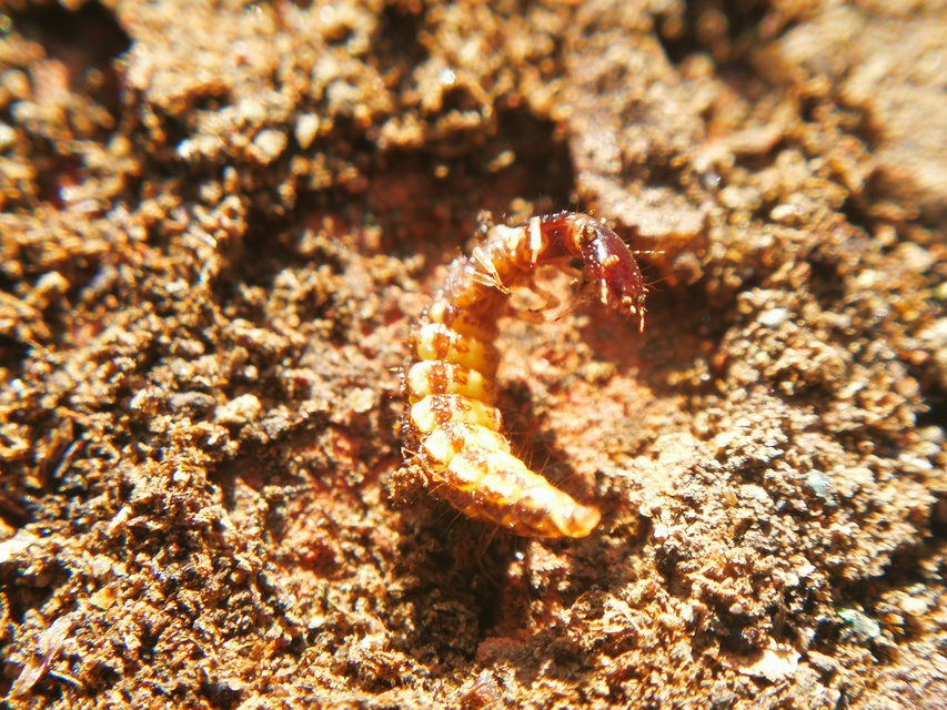 Raphidioptera - Tevenyakú-fátyolkák