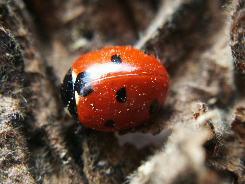 Coccinella septempunctata - hétpettyes katica