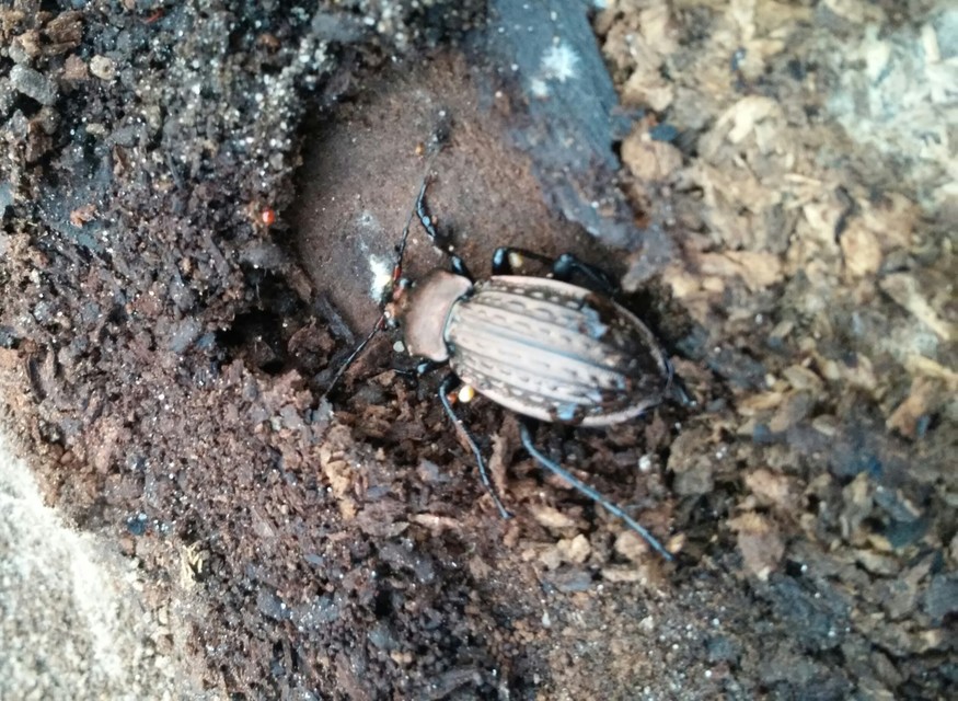 Carabus cancellatus - ragyás futrinka
