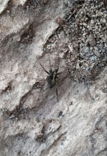 Pardosa alacris/lugubris