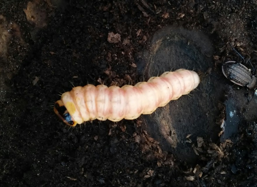 Cossus cossus - fűzfarontólepke