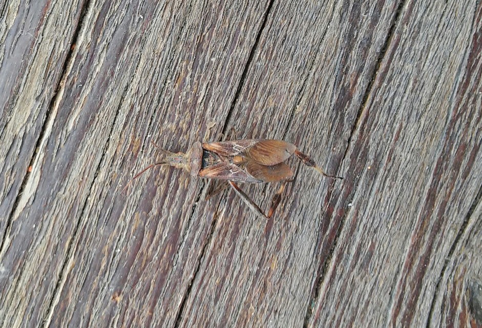 Leptoglossus occidentalis - nyugati levéllábú poloska Leptoglossus occidentalis - nyugati levéllábú poloska