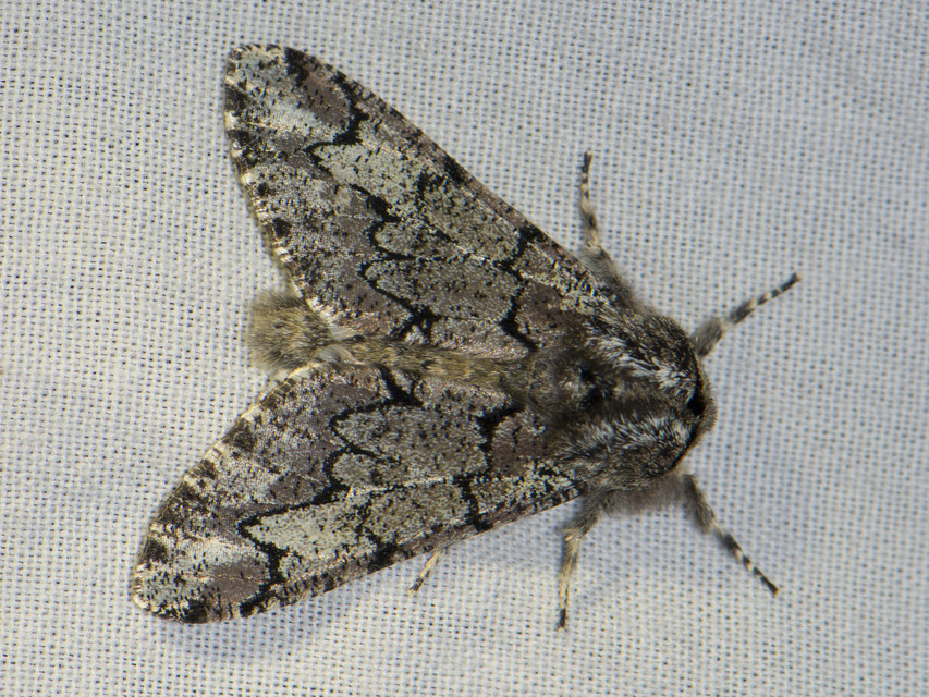 Biston strataria - barnapettyes araszoló