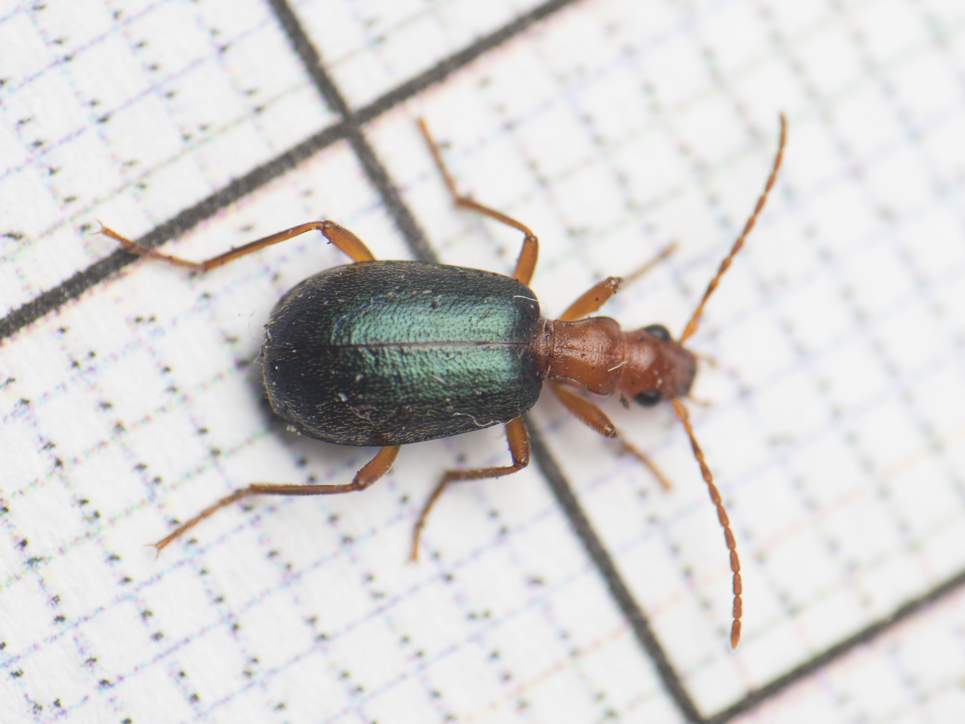 Brachinus explodens - kis pöfögőfutó