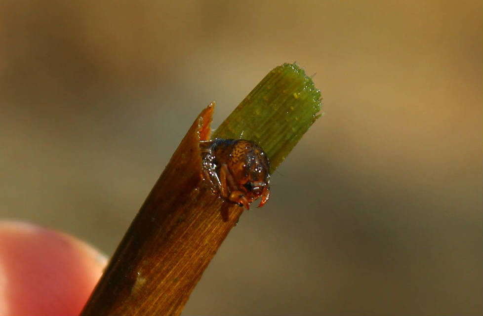 Trichoptera - Tegzesek