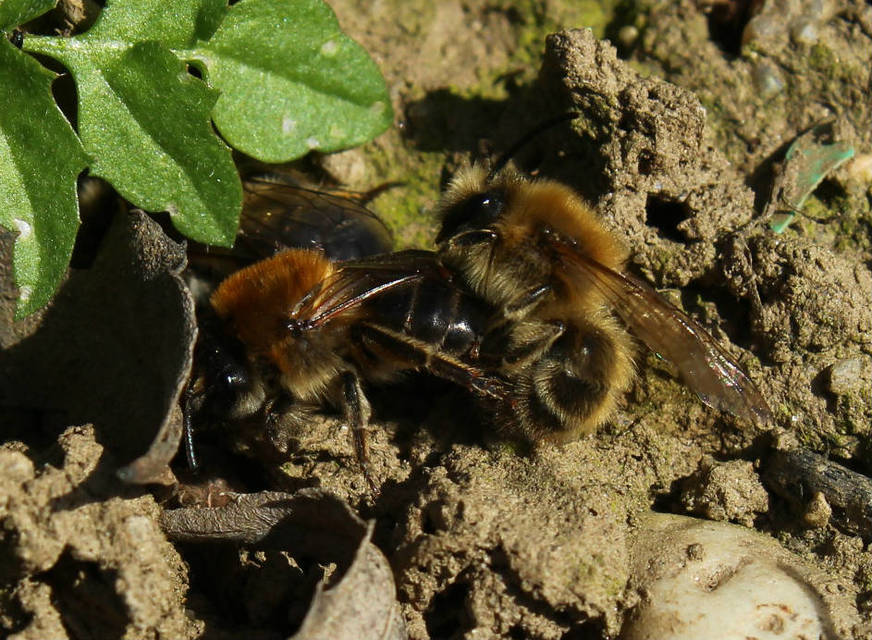 Hymenoptera - Hártyásszárnyúak