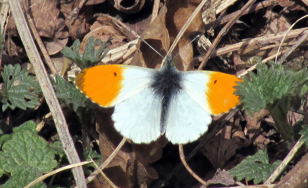 Anthocharis cardamines - hajnalpírlepke