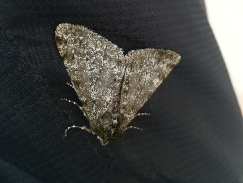 Apocheima pilosaria - zöldes tavasziaraszoló