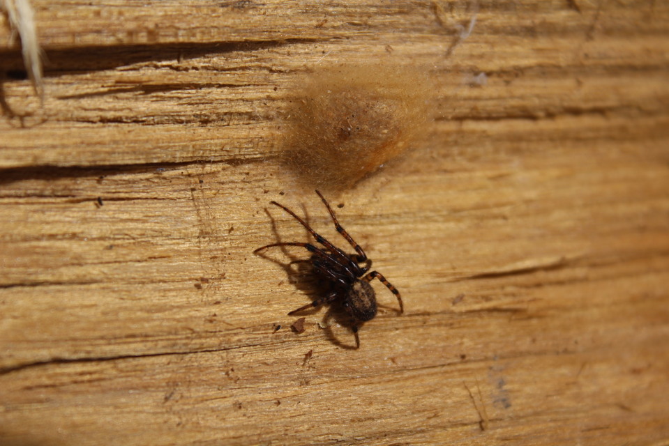 Leviellus