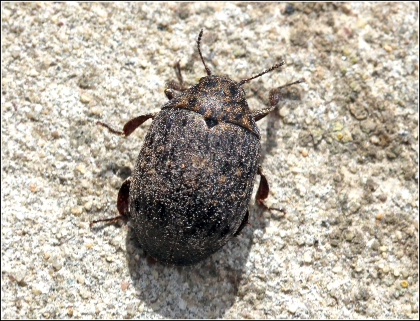 Byrrhus pilula - közönséges labdacsbogár