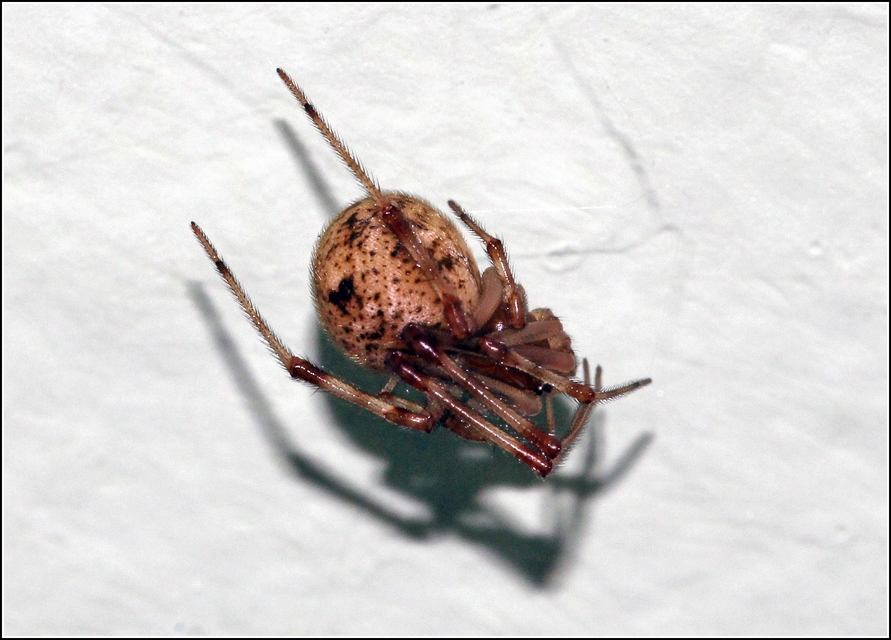 Parasteatoda tepidariorum - üvegházi törpepók