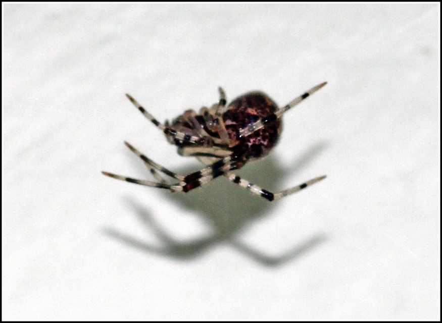 Parasteatoda